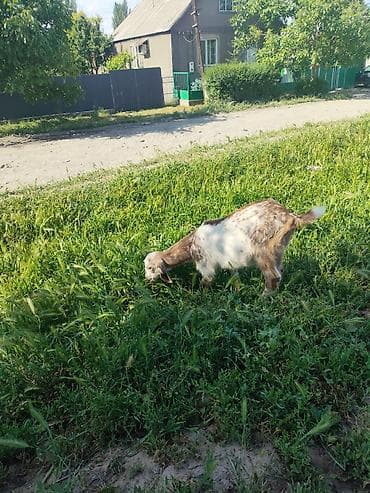 продать животных: Продаю | Козлёнок | Полукровка | Для молока — 3
