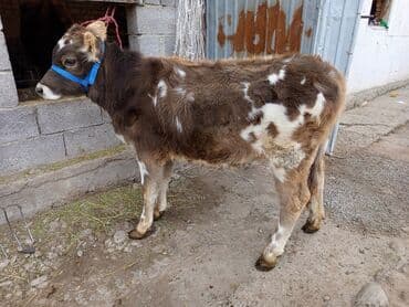 корм для домашних животных: Продаю | Музоо, торпок | Полукровка | Для молока | Привязанные — 1