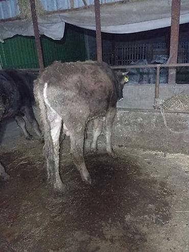 Продаю | Бык (самец) | На откорм | Привязанные