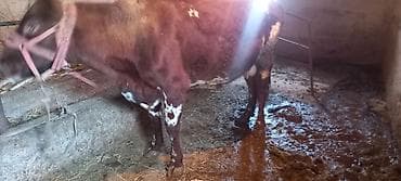 крематорий для животных бишкек: Продаю | Корова (самка) | Для молока | Привязанные — 2
