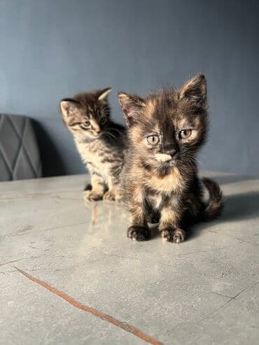 шотландская вислоухая лиловая кошка: Очаровательные котята домашнего разведения. Особенности: - Разные — 2