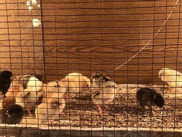 коты бишкек: Сатам | Балапандар | Бройлер | Союуга — 1