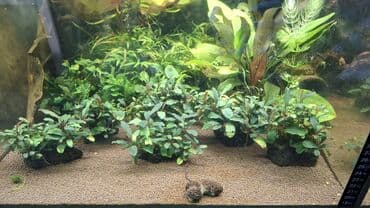 Линолеум: Аквариумные растения — живые, выращенные в воде Предлагаются — 5