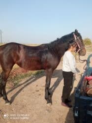 купить собаку немецкую овчарку: Продаю | Кобыла (самка), Жеребенок | Полукровка | Для разведения, Рабочий, Конный спорт | Племенные — 3