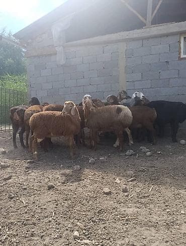 кора купить: Продаю | Овца (самка) | Для разведения — 1