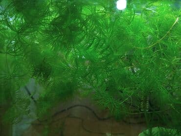 Продаю или меняю Роголистник на другие растения или рыбок -