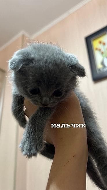 Продажа кошек: Шотландские вислоухие котята (Scottish Fold) дата рождения: 15.03.2026 — 3
