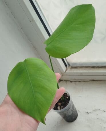 семена багира: • Сингониум Яичница - 700 сом • Монстера Адансони Минт - 1000 сом • — 7