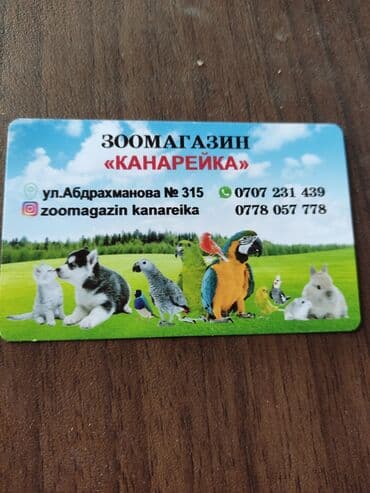 куры доминант купить: Кореллы очень умные, шустрые и социальные птицы, поэтому купив одного — 6