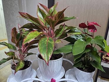 Комнатные растения: Зантедеския эфиопская (белая калла) — крупное декоративно-лиственное и — 5