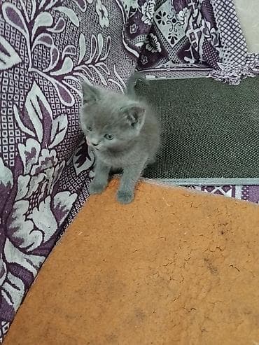Котята домашние, окрас разный: - серые короткошёрстные (плюшевые); -