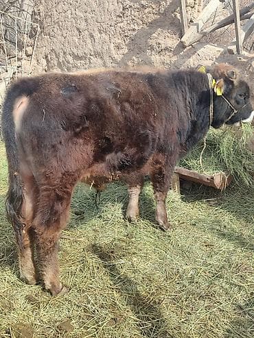 Лошади, кони: Продаю | Бык (самец) | Привязанные — 4