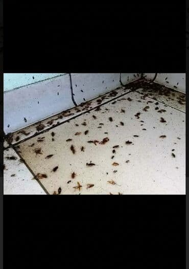 химчистка рядом: Дезинфекция, дезинсекция, | Клопы, Блохи, Тараканы, | Транспорт, Офисы, Квартиры — 2