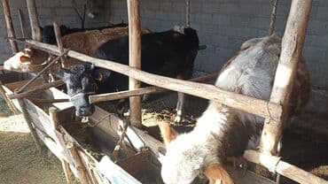 купить собаку доберман в бишкеке: Продаю | Бык (самец) | На откорм | Привязанные — 2