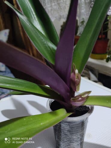 сколько стоит букет из мандаринов: Продаю цветы от 100 сом остатки — 30