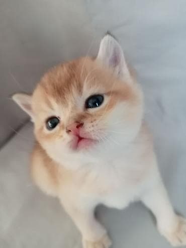 кошка сиамская: 💛 Золотое счастье ищет свой дом 💛 Открыто бронирование на шикарного — 5