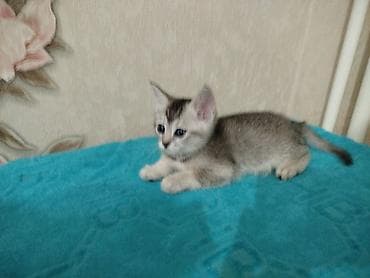 Котята шотландской породы, домашний помёт. Возрост 1.5 месяца. Окрас