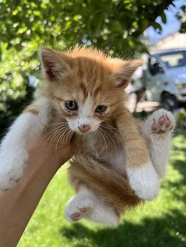 Продажа кошек: Котята, помёт домашней кошки. Окрас на выбор: - черно-белый (маска и — 3