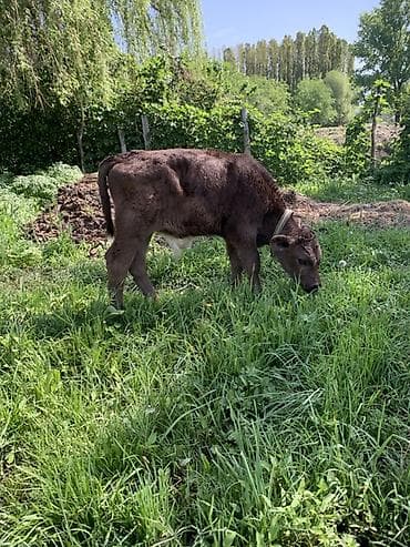 жаны уйлор: Сатам | Музоо | Аргын | Бордоп семиртүү үчүн | Байланган — 4
