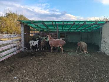 продам козу дойную: Продаю | Баран (самец) | Полукровка | Для разведения | Матка — 1