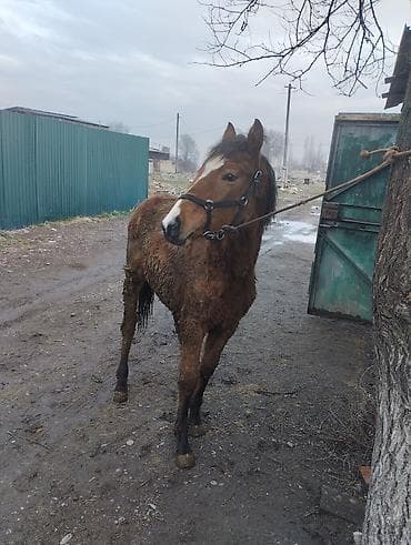 o shamo: Продаю | Жеребец | Полукровка | Рабочий | Племенные — 3