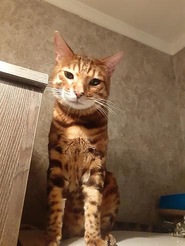 бенгальская домашняя кошка: Бенгал на вязку Особенности: - Крупные выразительные глаза, широкие — 8