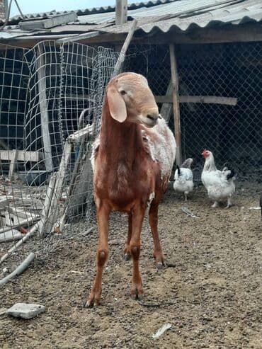 токмок собаки: Продаю | Баран (самец) | Арашан | Для разведения | Осеменитель — 1