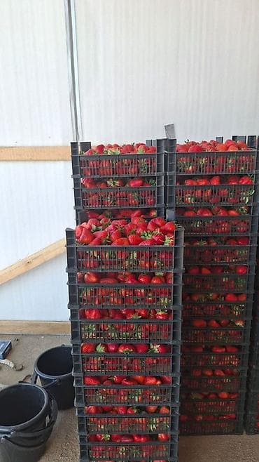 ящик для пчёл: Пластиковый Ящик, Новый — 4