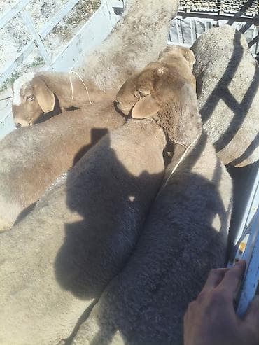 ящик пчела: Продаю | Овца (самка) | Эдильбаевская | Для разведения | Матка — 2