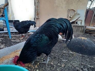 куры домашные: Продаю | Куры | Домашняя | Для разведения — 6