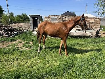 продать животных: Продаю | Кобыла (самка) | Конный спорт — 5