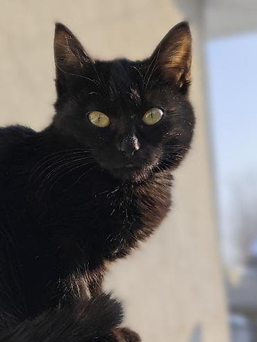 samsung galaxy s10 lite: Xiaomi, 14, Б/у, 512 ГБ, цвет - Черный, 2 SIM — 4