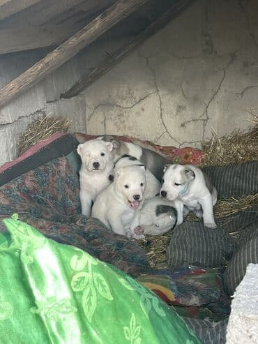 Вязка собак: Алабай, 1 месяц, Самец, С прививкой — 1