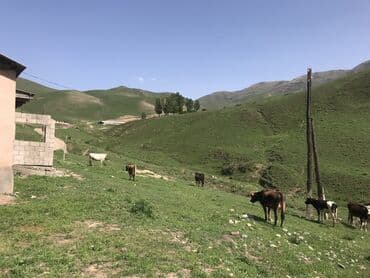 дом арча бешик ак орго: Сдаю в аренду кошару сарай Чуйский район Чуйская область село Шамши — 12