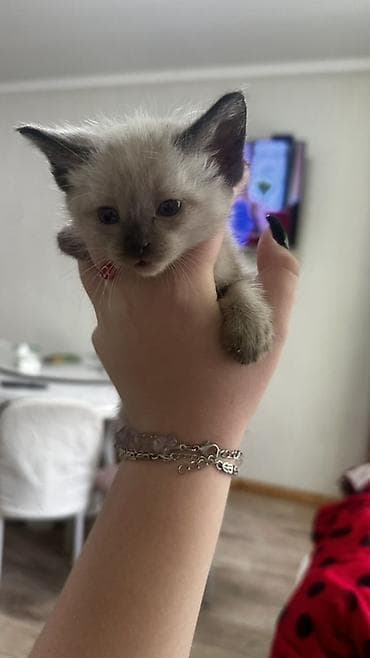 кошки милые: ОТДАДИМ БЕСПЛАТНО Котята домашние, ручные, от ласковой кошки. Разные — 6