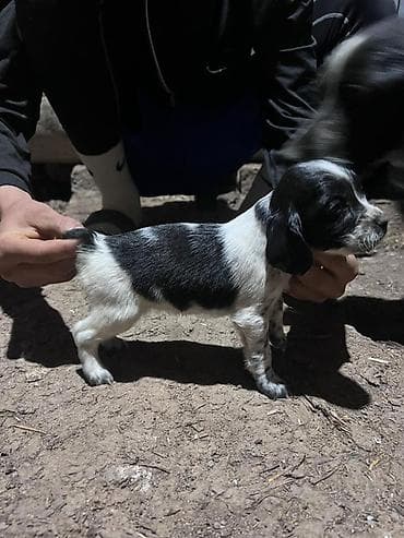 питбуль щенок черный: Щенки английского кокер-спаниеля, черно-белые (пегие/крап) окрасы. - — 6