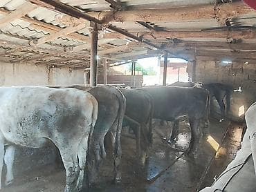 Продаю | Тёлка | Полукровка | На откорм | Стельные