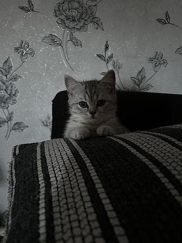 карликовая кошка: Скотиш Страйт (Шотландская прямоухая), 2 месяца, Мальчик, Серебристая шиншилла, Приучена к лотку — 3