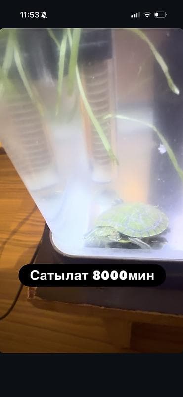 жил азык: Аквариум сатылат ичинде 2Таш бака сы бар — 1