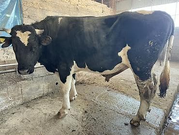 Куплю с/х животных: Продаю | Бык (самец) | Голштин | Для разведения | Племенные — 1