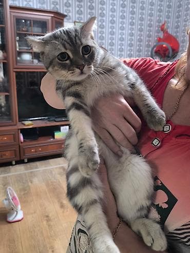 Скотиш Фолд (Шотландская вислоухая), 5 месяцев, Мальчик — 6