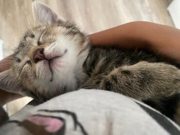 домашние кошки: Беспородная, 2 месяца, Девочка — 4