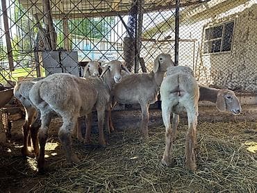 морской аквариум купить: Продаю | Ягненок | Арашан | Для разведения | Племенные — 5