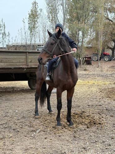 Продаю | Конь (самец) | Полукровка | Рабочий | Племенные at lalafo.kg Продаю | Конь (самец) | Полукровка | Рабочий | Племенные