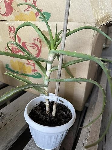 фикусы для офиса: Комнатные растения — коллекция в горшках/стаканчиках Цены 150-450сом — 10