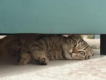 Продажа кошек: Вислоухая кошка (котёнок/молодая кошка) тигрового окраса — 4