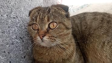 ориентал кошка: Шотландская вислоухая кошка (Scottish Fold) - Окрас — 3
