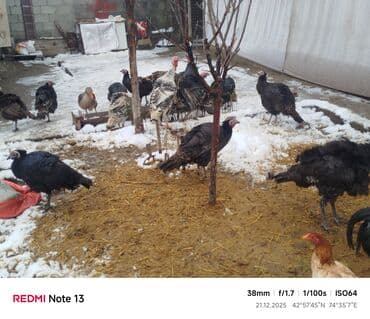 Собаки: Продаю | Индюк (самец) | Полукровка | Для разведения | Племенные — 2