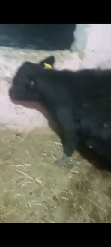 уулар: Сатам | Музоо | Бордоп семиртүү үчүн | Байланган — 2