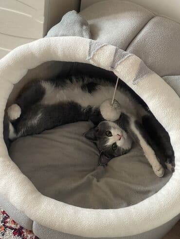 купить кошку мейн кун: Кошка даром: Беспородная, 4 месяца, Девочка, Метис — 3